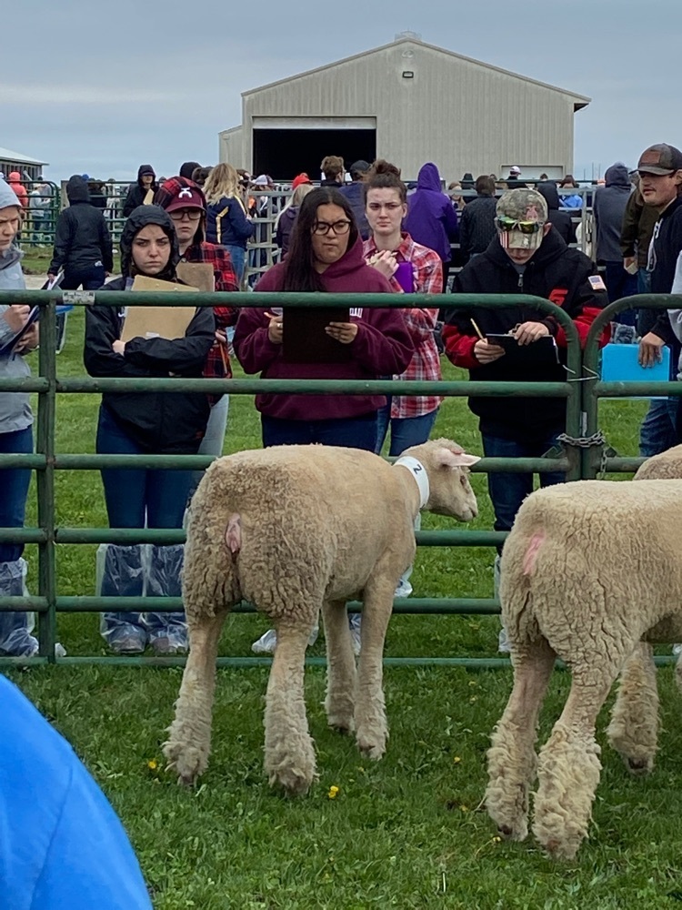 Aiyana judging sheep